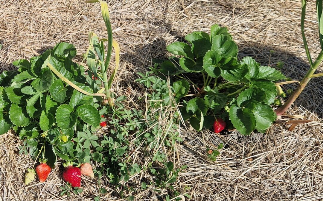 Préparation de l’été au jardin